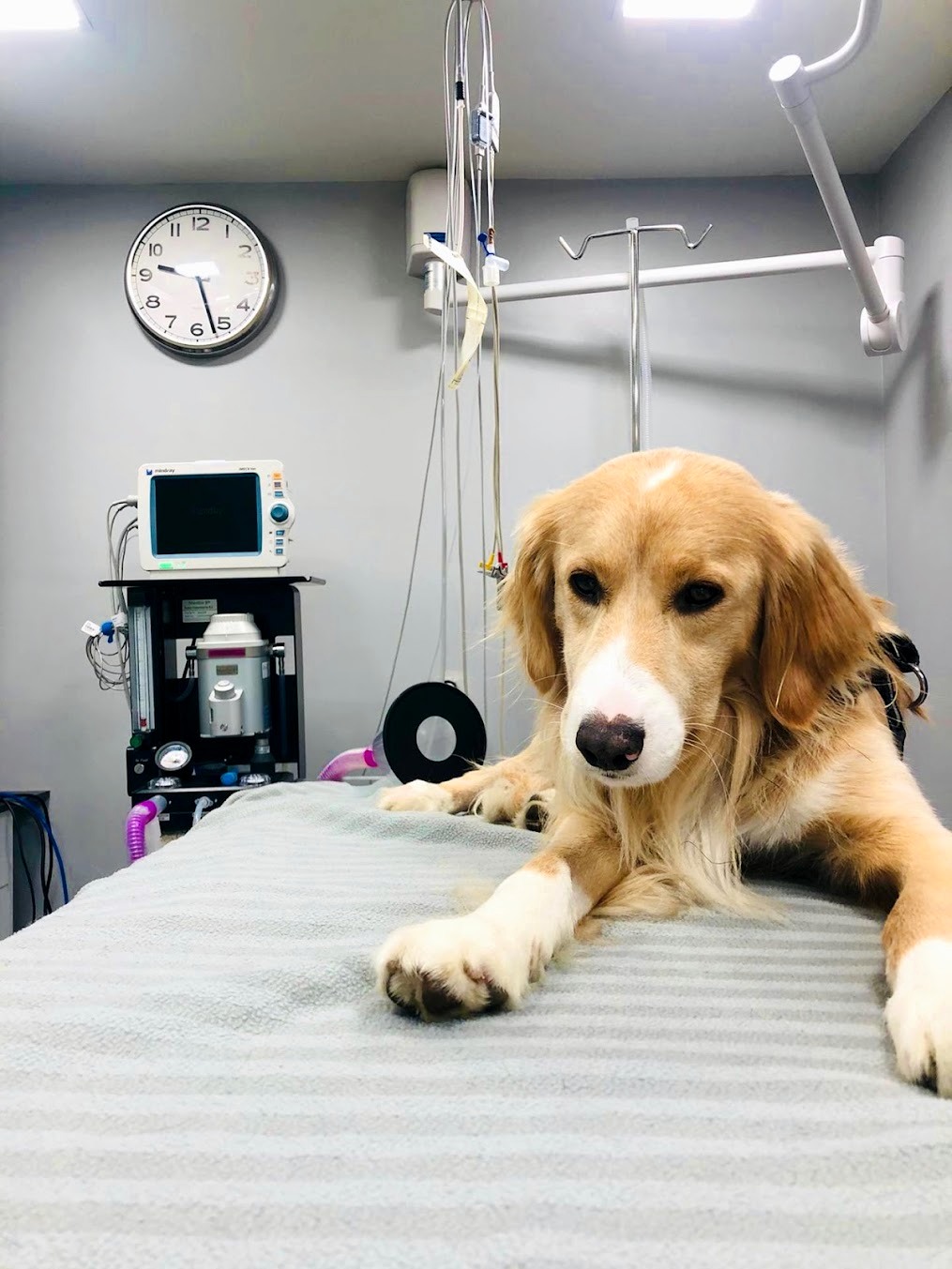 Bloco cirúrgico próprio da VallisVet com cão na mesa de preparação